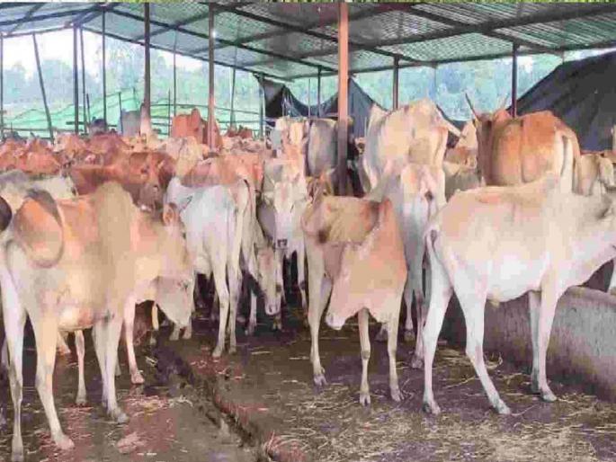 Crooked plot of cow shala bandh in Lotte, Allegation of Bhagwan Kekare | लोटेतील गो-शाळा बंदचा कुटिल डाव, भगवान काेकरेंचा आरोप Crooked plot of cow shala bandh in Lotte, Allegation of Bhagwan Kekare | लोटेतील गो-शाळा बंदचा कुटिल डाव, भगवान काेकरेंचा आरोप