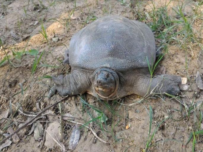 18 Olive Ridley turtles found dead in 6 days on Goan coast | पाच दिवसांतच गोव्याच्या किनारपट्टीवर 18 कासवांना जलसमाधी 18 Olive Ridley turtles found dead in 6 days on Goan coast | पाच दिवसांतच गोव्याच्या किनारपट्टीवर 18 कासवांना जलसमाधी