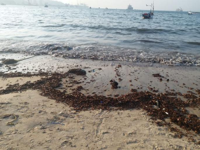 Due to the pollution due to wood chips after the coalition, the people of Murgaon and Vascois were angry | कोळशानंतर आता लाकडी चिप्समुळे होणाऱ्या प्रदूषणामुळे मुरगाव व वास्कोतील नागरिक नाराज Due to the pollution due to wood chips after the coalition, the people of Murgaon and Vascois were angry | कोळशानंतर आता लाकडी चिप्समुळे होणाऱ्या प्रदूषणामुळे मुरगाव व वास्कोतील नागरिक नाराज