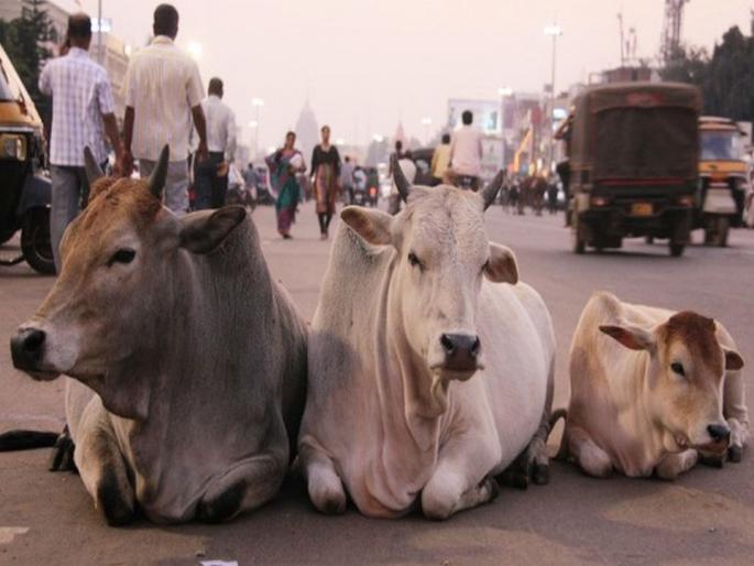 stray cows in goa becomes vegetarian again | ...अन् 'ती' 96 गुरं पुन्हा शाकाहारी झाली