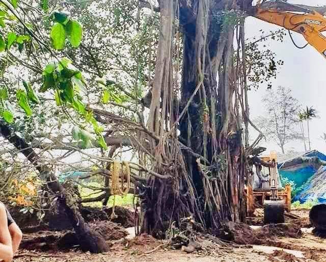 Revival of the old banyan tree by the people of Goa | वटवृक्षाला पुनरुज्जीवन Revival of the old banyan tree by the people of Goa | वटवृक्षाला पुनरुज्जीवन