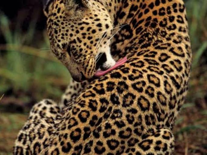 77 leopards in forests of Goa | गोव्यातील जगलांमध्ये ७७ बिबटे 77 leopards in forests of Goa | गोव्यातील जगलांमध्ये ७७ बिबटे