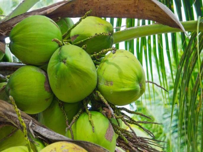 Coconut to import from Sri Lanka to Goa | गोव्यातील नारळ टंचाईवर मात करण्यासाठी श्रीलंकेतून आयात, टंचाईमुळे नारळाचा दर पोचला 50 रुपयांवर Coconut to import from Sri Lanka to Goa | गोव्यातील नारळ टंचाईवर मात करण्यासाठी श्रीलंकेतून आयात, टंचाईमुळे नारळाचा दर पोचला 50 रुपयांवर