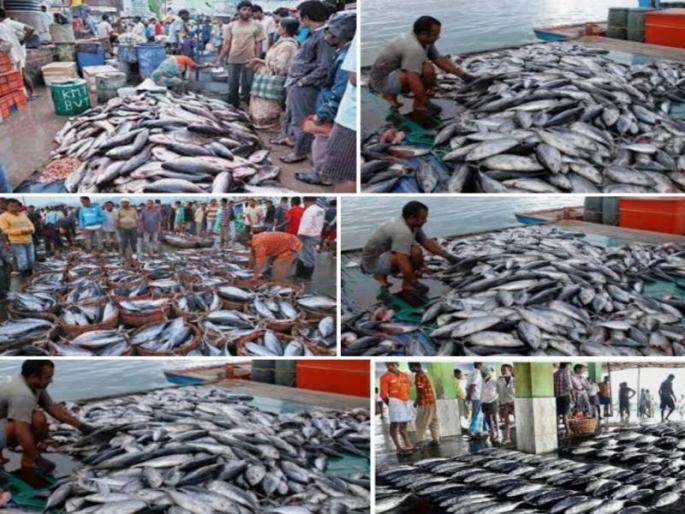 Government considers ban on export of fish from Goa | गोव्याहून माशांच्या निर्यातीवर सरकारचा बंदीचा विचार Government considers ban on export of fish from Goa | गोव्याहून माशांच्या निर्यातीवर सरकारचा बंदीचा विचार