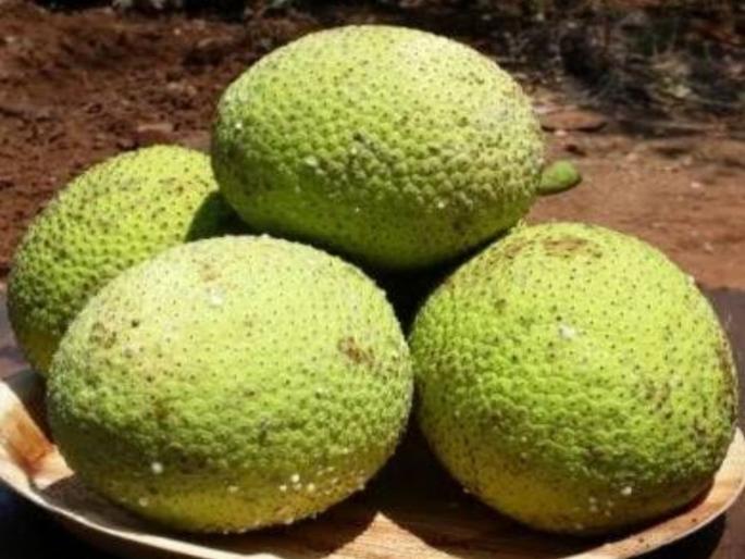 Goa: Nirfans in market Rs 150-200 : Good demand for Nirfans from consumers | Goa: बाजारामध्ये निरफणस १५० ते २०० रुपये : ग्राहकांकडून निरफणसाला चांगली मागणी Goa: Nirfans in market Rs 150-200 : Good demand for Nirfans from consumers | Goa: बाजारामध्ये निरफणस १५० ते २०० रुपये : ग्राहकांकडून निरफणसाला चांगली मागणी