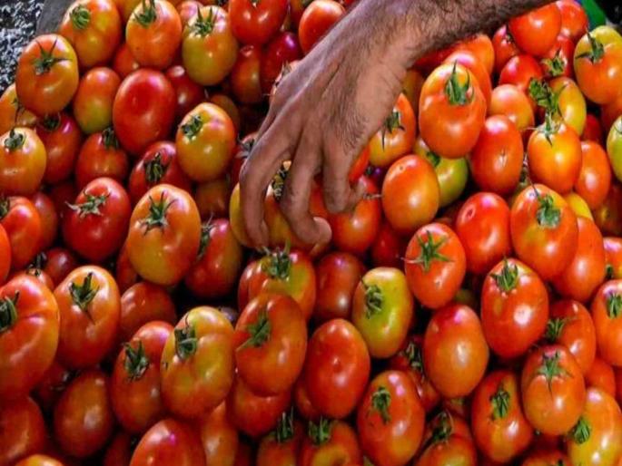 Tomatoes cheaper by Rs 10 in Goa state | गोव्यात वालपापडी २०० रुपये तर टोमॅटो १० रुपयांनी स्वस्त Tomatoes cheaper by Rs 10 in Goa state | गोव्यात वालपापडी २०० रुपये तर टोमॅटो १० रुपयांनी स्वस्त