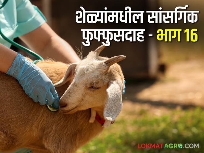 Latest News Goat Farming prevent goats from contracting infectious pneumonia Read in detail | Goat Farming Techniques : शेळ्यांना सांसर्गिक फुफ्फुसदाह होऊ नये, म्हणून काय करावे? वाचा सविस्तर 