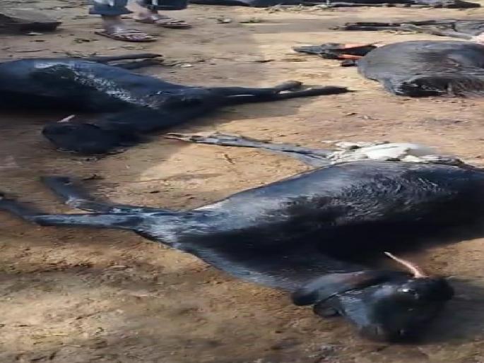 Twelve goats killed in attack by unknown animal in Sawantpur Sangli | Sangli: सावंतपूर येथे अज्ञात प्राण्याच्या हल्ल्यात बारा शेळ्या ठार Twelve goats killed in attack by unknown animal in Sawantpur Sangli | Sangli: सावंतपूर येथे अज्ञात प्राण्याच्या हल्ल्यात बारा शेळ्या ठार