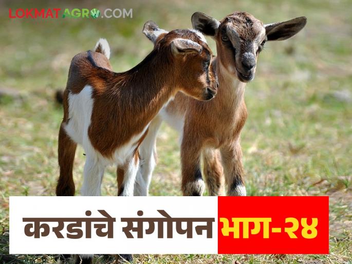 Latest News goat farming How to raise baby goats kids Learn in detail | Goat Farming : शेळीच्या पिल्लांचे (करडांचे) संगोपन कसे कराल? जाणून घ्या सविस्तर  Latest News goat farming How to raise baby goats kids Learn in detail | Goat Farming : शेळीच्या पिल्लांचे (करडांचे) संगोपन कसे कराल? जाणून घ्या सविस्तर