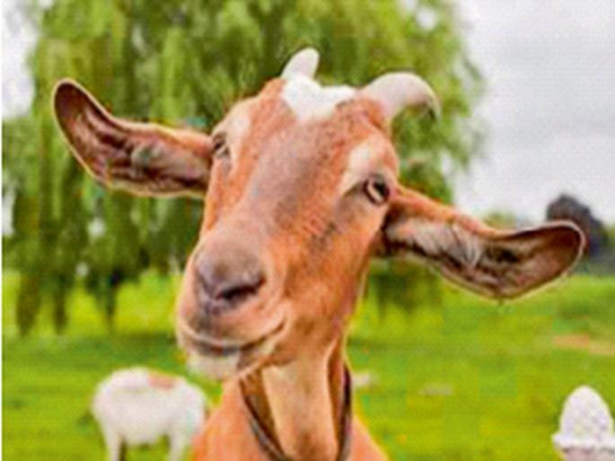 Stop using knives on silent souls | मुक्या जीवांवर सुरी चालवणे बंद