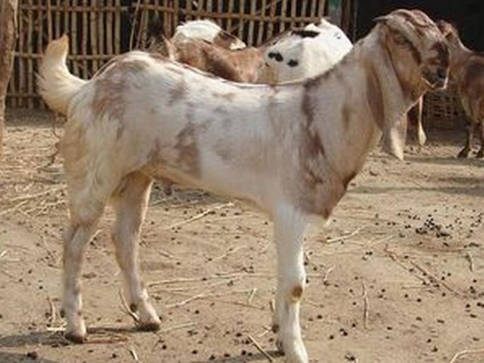 The goat that was sacrificed took the life of a person, a shocking incident | ज्या बकऱ्याचा दिला बळी त्यानेच घेतला एका व्यक्तीचा जीव, धक्कादायक घटनेमुळे खळबळ The goat that was sacrificed took the life of a person, a shocking incident | ज्या बकऱ्याचा दिला बळी त्यानेच घेतला एका व्यक्तीचा जीव, धक्कादायक घटनेमुळे खळबळ