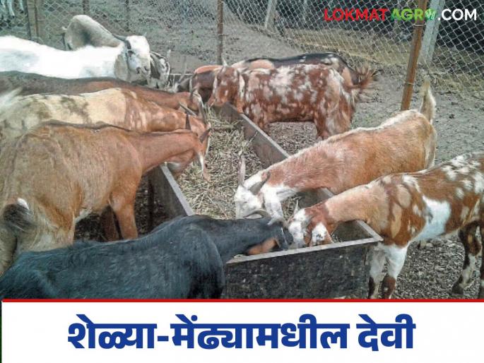 Latest News Goat Devi Disease How to control smallpox in goats and sheep Learn in detail | Goat Devi Disease : शेळ्या-मेंढ्यामधील देवी आजारावर नियंत्रण कसे कराल? जाणून घ्या सविस्तर  Latest News Goat Devi Disease How to control smallpox in goats and sheep Learn in detail | Goat Devi Disease : शेळ्या-मेंढ्यामधील देवी आजारावर नियंत्रण कसे कराल? जाणून घ्या सविस्तर