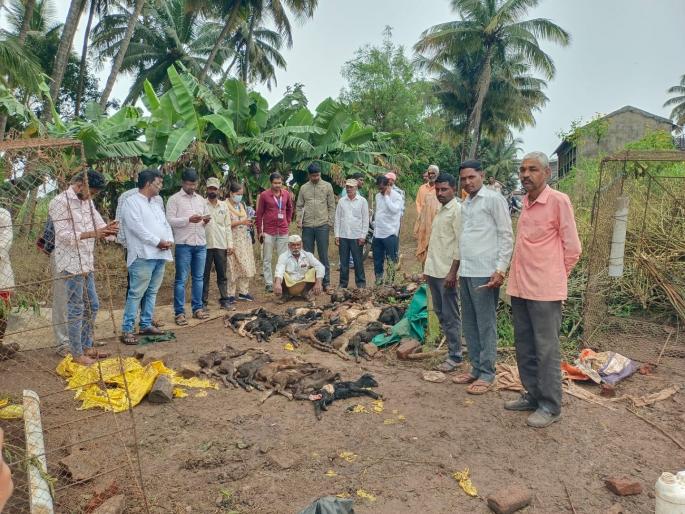 Stray dogs maul 34 goats in Chandur kolhapur | Kolhapur: चंदुरात भटक्या कुत्र्यांचा बकऱ्यांवर हल्ला, डालग्यात घुसून ३४ पिल्लांचा पाडला फडशा  Stray dogs maul 34 goats in Chandur kolhapur | Kolhapur: चंदुरात भटक्या कुत्र्यांचा बकऱ्यांवर हल्ला, डालग्यात घुसून ३४ पिल्लांचा पाडला फडशा