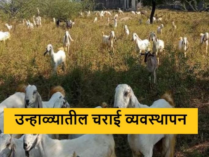 Latest News Summer grazing management for livestock and goat | उन्हाळ्यात पशुधन जपा, शेळ्या चारण्यासाठी कुठली वेळ महत्वाची? वाचा सविस्तर  Latest News Summer grazing management for livestock and goat | उन्हाळ्यात पशुधन जपा, शेळ्या चारण्यासाठी कुठली वेळ महत्वाची? वाचा सविस्तर