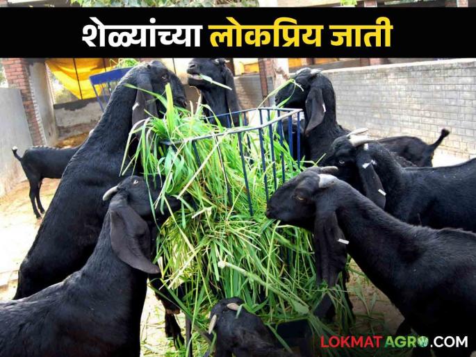 Goat Farming: Here are the top five breeds of goats | Goat Farming शेळीपालन करताय: या आहेत शेळ्यांच्या टॉप पाच जाती