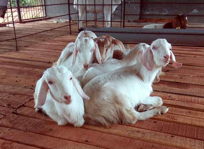 nashik,pethroad,goat,theft,three,arrested | गटारी अमावस्येच्या पूर्वसंध्येला बकऱ्या चोरणा-या तिघांना अटक nashik,pethroad,goat,theft,three,arrested | गटारी अमावस्येच्या पूर्वसंध्येला बकऱ्या चोरणा-या तिघांना अटक