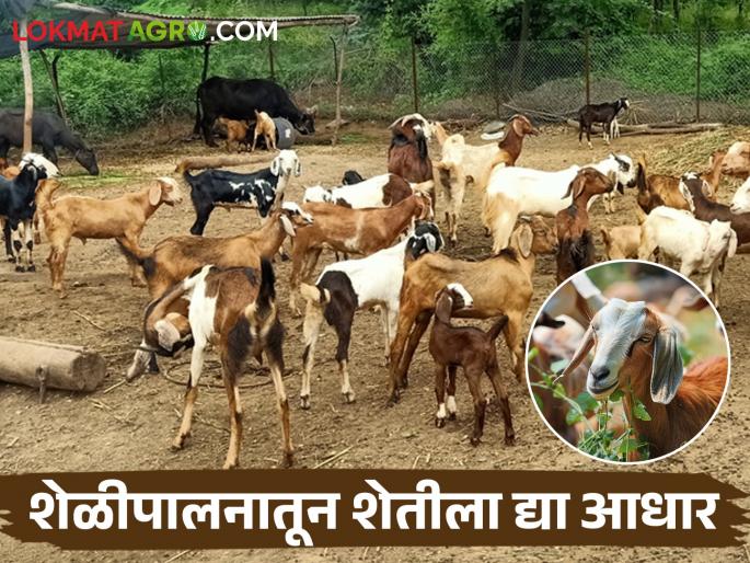 goat farming are supportive for the unseasonal crisis based farming | Goat Farming अवकाळी संकटाच्या शेतीला देईल आधार; शेळी पालन हक्काचा रोजगार goat farming are supportive for the unseasonal crisis based farming | Goat Farming अवकाळी संकटाच्या शेतीला देईल आधार; शेळी पालन हक्काचा रोजगार