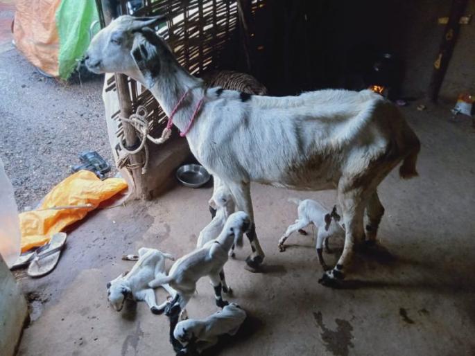 In Sangrampur taluka, a goat gave birth to five cubs | संग्रामपूर तालुक्यात बकरीने दिला पाच पिल्लांना जन्म In Sangrampur taluka, a goat gave birth to five cubs | संग्रामपूर तालुक्यात बकरीने दिला पाच पिल्लांना जन्म