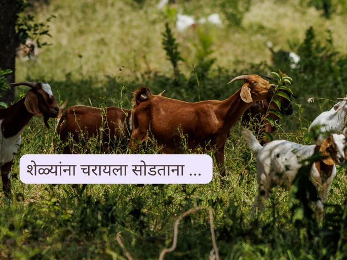 Latest news goat farming Keep these things in mind while letting goats graze | Goat Farming : शेळीपालन करत असाल, तर चरायला सोडण्यापूर्वी 'या' गोष्टी लक्षात ठेवा 