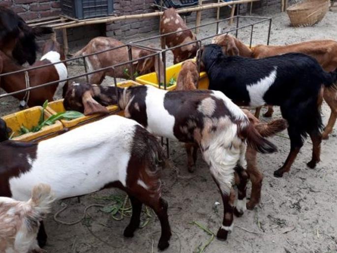 75% subsidy will be available for goat and sheep rearing | शेळी-मेंढी पालनासाठी मिळेल ७५% अनुदान 75% subsidy will be available for goat and sheep rearing | शेळी-मेंढी पालनासाठी मिळेल ७५% अनुदान