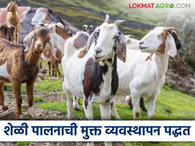 Latest News Goat Farming Mukt sheli palan Should goats be raised in free management Learn about method | Goat Farming : मुक्त व्यवस्थापनात शेळीपालन करावे का? जाणून घ्या या पद्धतीबद्दल.... 