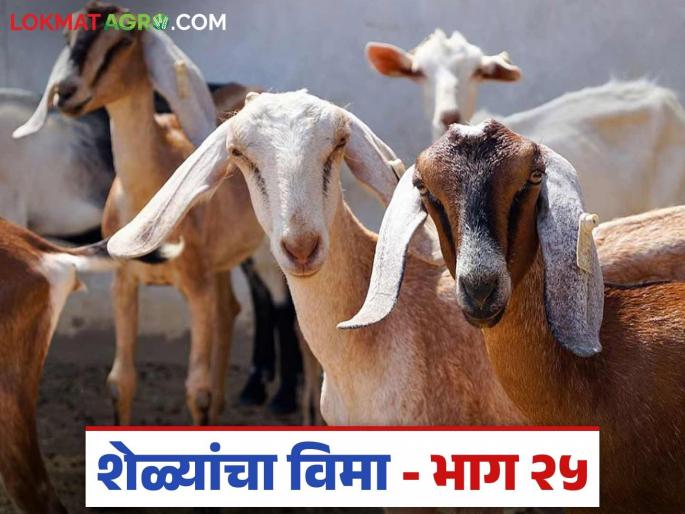 Latest News Goat Farming tips Sheli Vima Where and how to get goat insurance Find out in detail | Sheli Vima : शेळ्यांचा विमा कुठे आणि कसा काढावा? जाणून घ्या सविस्तर  Latest News Goat Farming tips Sheli Vima Where and how to get goat insurance Find out in detail | Sheli Vima : शेळ्यांचा विमा कुठे आणि कसा काढावा? जाणून घ्या सविस्तर