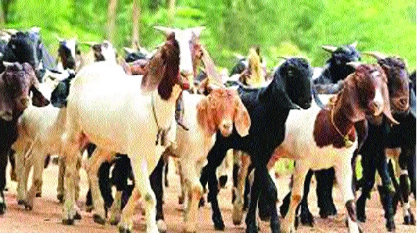 Drought is erosion and the loss of the goat farming-Maan-Khatav taluka | दुष्काळ हटतोय अन् शेळीपालन व्यवसाय घटतोय-माण-खटाव तालुका