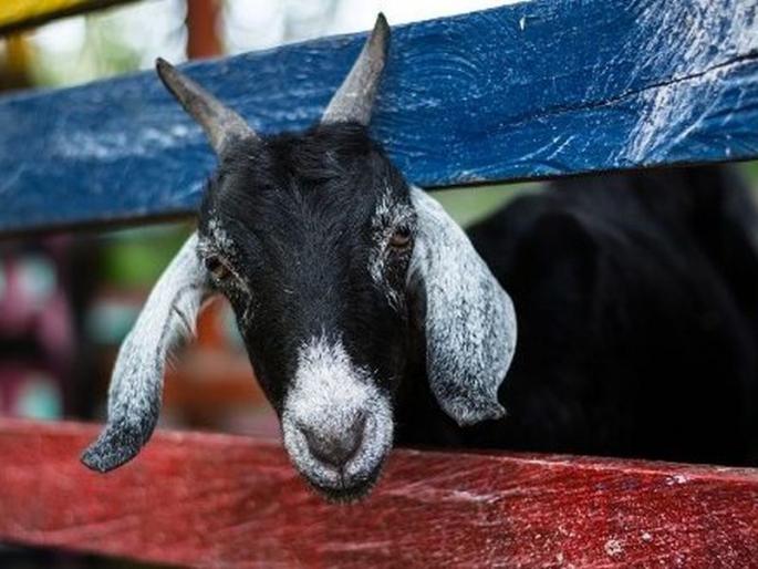 A widow was deprived of her livelihood; Unknown animal killed 10 goats, 3 missing | विधवा महिलेचा उदरनिर्वाह हिरावला; अज्ञात प्राण्याने १० शेळ्यांचा पाडला फडशा, ३ बेपत्ता A widow was deprived of her livelihood; Unknown animal killed 10 goats, 3 missing | विधवा महिलेचा उदरनिर्वाह हिरावला; अज्ञात प्राण्याने १० शेळ्यांचा पाडला फडशा, ३ बेपत्ता