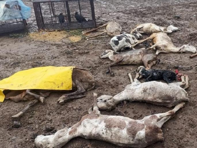 15 goats and sheep die of frostbite in Meghaldarewadi satara district | अवकाळीचा फटका; मेघलदरेवाडीत थंडीने गारठून शेळ्या-मेंढ्यांचा मृत्यू 15 goats and sheep die of frostbite in Meghaldarewadi satara district | अवकाळीचा फटका; मेघलदरेवाडीत थंडीने गारठून शेळ्या-मेंढ्यांचा मृत्यू