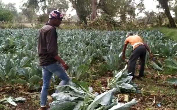 A desperate farmer donated thousands of rupees worth of cauliflower and eggplant to the cow protection | निराश शेतकऱ्याने हजारो रुपयांची फुलकोबी व वांगी दिली गोरक्षणाला A desperate farmer donated thousands of rupees worth of cauliflower and eggplant to the cow protection | निराश शेतकऱ्याने हजारो रुपयांची फुलकोबी व वांगी दिली गोरक्षणाला