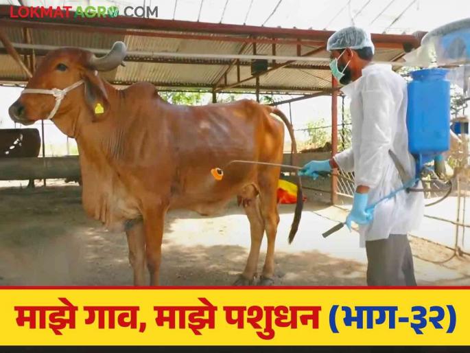 Janavrantil Gochid Tap : Identify and take appropriate measures for theileriosis disease in livestock | Janavrantil Gochid Tap : जनावरांतील गोचीड ताप वेळीच ओळखा आणि अशा करा उपाययोजना Janavrantil Gochid Tap : Identify and take appropriate measures for theileriosis disease in livestock | Janavrantil Gochid Tap : जनावरांतील गोचीड ताप वेळीच ओळखा आणि अशा करा उपाययोजना