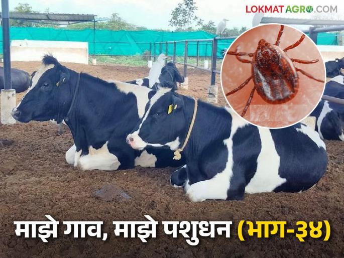 Gochid Niyantran : Top ten solutions for controlling tick in livestock; Read in detail | Gochid Niyantran : जनावरांतील गोचीडांच्या नियंत्रणासाठी टॉप टेन उपाय; वाचा सविस्तर