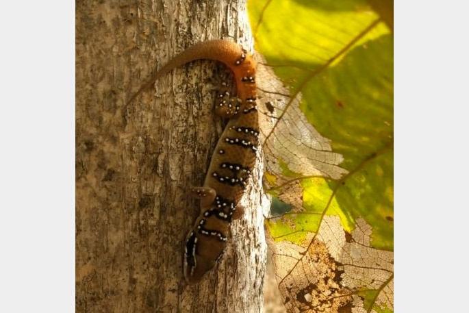 Rare gecko lizard found in Gondsavaric in bhandara dist | गोंडसावरीत आढळला दुर्मीळ 'गेको सरडा, वन्यप्रेमींमध्ये उत्साह Rare gecko lizard found in Gondsavaric in bhandara dist | गोंडसावरीत आढळला दुर्मीळ 'गेको सरडा, वन्यप्रेमींमध्ये उत्साह