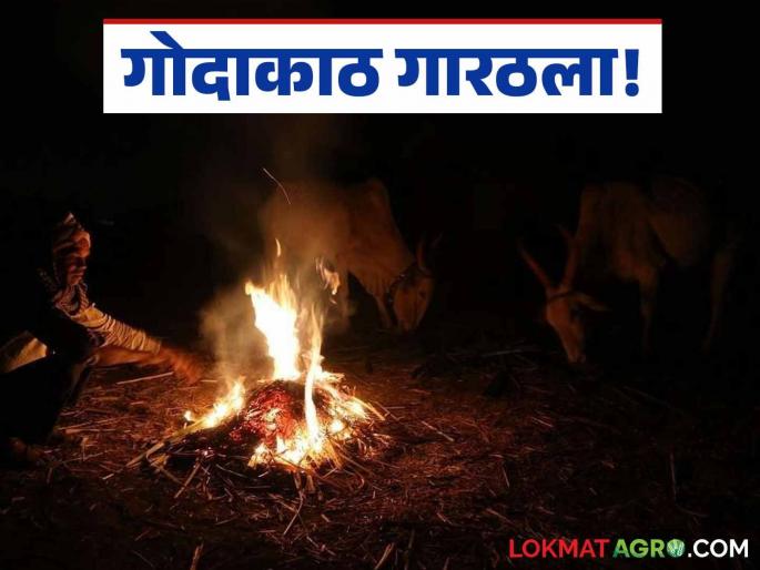 Latest News Nashik Temperature Temperature drops in Niphad, grape growers worried, read in detail | Nashik Temperature : निफाड तापमान घसरले, द्राक्ष बागायतदार चिंतेत, वाचा सविस्तर 