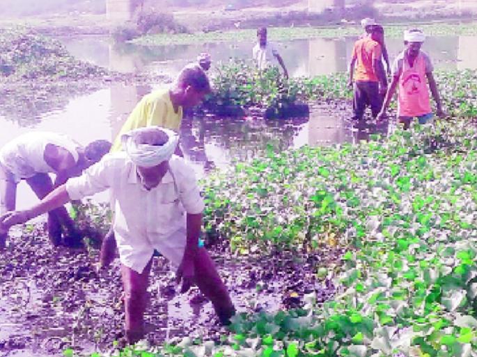 Work on the removal of Godavari river plants is in progress | गोदावरी नदीतील वनस्पती काढण्याचे काम सुरू Work on the removal of Godavari river plants is in progress | गोदावरी नदीतील वनस्पती काढण्याचे काम सुरू