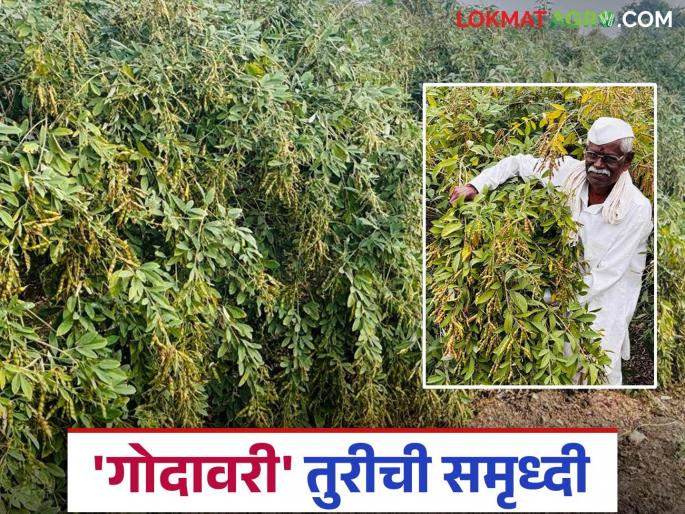 Godawari Toor: latest news Farmers' doors are open; 'Godavari' variety of prosperity has arrived. Read in detail | Godavari Toor: शेतकऱ्यांच्या दारी तुरी; आली समृद्धीची 'गोदावरी' वाचा सविस्तर Godawari Toor: latest news Farmers' doors are open; 'Godavari' variety of prosperity has arrived. Read in detail | Godavari Toor: शेतकऱ्यांच्या दारी तुरी; आली समृद्धीची 'गोदावरी' वाचा सविस्तर