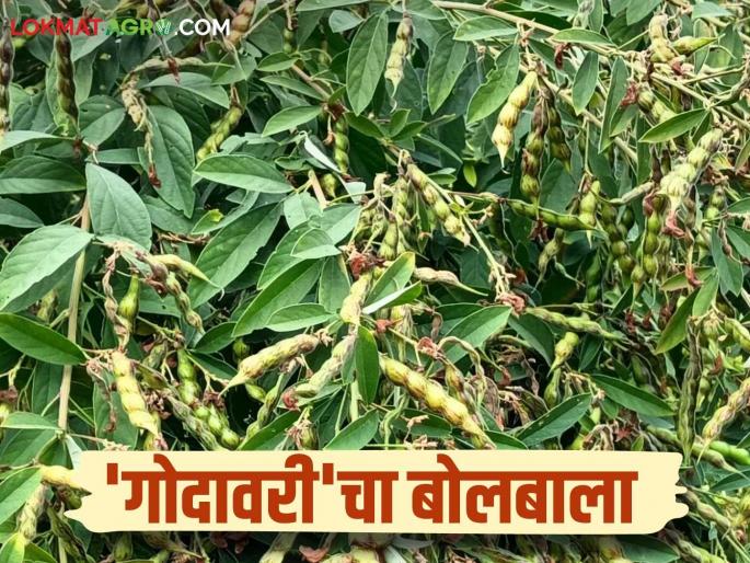 This variety of pigeon pea is popular, yielding up to fourteen quintals per acre and yielding up to one lakh rupees | एकरी चौदा क्विंटल पर्यंत उतार अन् एक लाखापर्यंत उत्पन्न मिळवून देणारा तुरीचा हा वाण पॉप्युलर This variety of pigeon pea is popular, yielding up to fourteen quintals per acre and yielding up to one lakh rupees | एकरी चौदा क्विंटल पर्यंत उतार अन् एक लाखापर्यंत उत्पन्न मिळवून देणारा तुरीचा हा वाण पॉप्युलर
