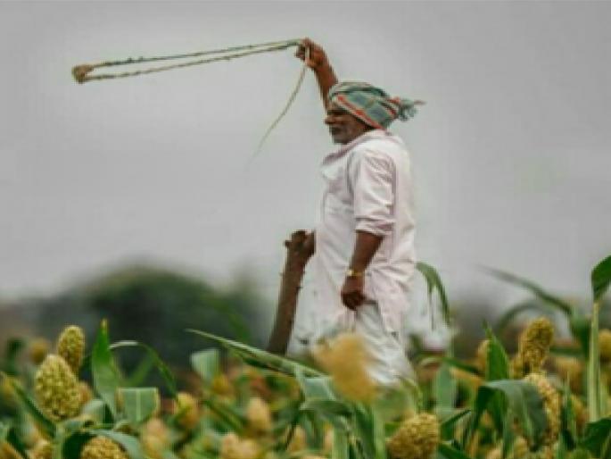 The scaffold is forgotten from the fields, the sling is banished from the fields; even the songs of the harvest are not heard | शेतातून मचाण विस्मृतीत तर राखणीतून गोफण हद्दपार; सुगीचे गीतेही कानी पडेनात The scaffold is forgotten from the fields, the sling is banished from the fields; even the songs of the harvest are not heard | शेतातून मचाण विस्मृतीत तर राखणीतून गोफण हद्दपार; सुगीचे गीतेही कानी पडेनात