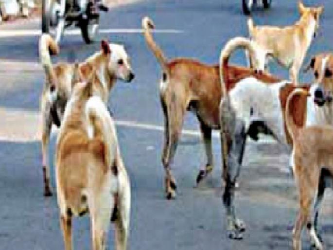 Elderly woman killed in attack by stray dog at Ichalkaranjit in Kolhapur | कोल्हापुरातील इचलकरंजीत भटक्या कुत्र्याच्या हल्ल्यात वृद्धा ठार  Elderly woman killed in attack by stray dog at Ichalkaranjit in Kolhapur | कोल्हापुरातील इचलकरंजीत भटक्या कुत्र्याच्या हल्ल्यात वृद्धा ठार