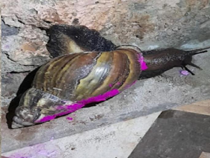 Giant African snail found in Devwadi Shirala Sangli District, conch weighing 5 kg on the back | देववाडीत आढळली ‘जायंट आफ्रिकन’ गोगलगाय, पाठीवर पाव किलो वजनाचा शंख; पिकांसाठी ठरते.. Giant African snail found in Devwadi Shirala Sangli District, conch weighing 5 kg on the back | देववाडीत आढळली ‘जायंट आफ्रिकन’ गोगलगाय, पाठीवर पाव किलो वजनाचा शंख; पिकांसाठी ठरते..
