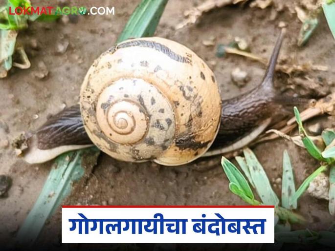 Gogalgai Niyantran : Follow these 5 simple steps to control snails; Learn in detail | Gogalgai Niyantran : गोगलगायीच्या नियंत्रणासाठी करा हे सोपे ५ उपाय; जाणून घ्या सविस्तर Gogalgai Niyantran : Follow these 5 simple steps to control snails; Learn in detail | Gogalgai Niyantran : गोगलगायीच्या नियंत्रणासाठी करा हे सोपे ५ उपाय; जाणून घ्या सविस्तर