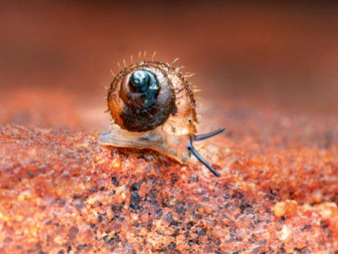 Discovery of a new species of hairy snail; A big success for Thackeray Wildlife Foundation | नव्या प्रजातीच्या केसाळ गोगलगायीचा शोध ; ठाकरे वाइल्डलाइफ फाउंडेशनचे मोठे यश Discovery of a new species of hairy snail; A big success for Thackeray Wildlife Foundation | नव्या प्रजातीच्या केसाळ गोगलगायीचा शोध ; ठाकरे वाइल्डलाइफ फाउंडेशनचे मोठे यश