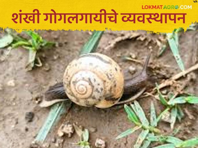 Gogalgai Niyantran : How Farmers Do It Management of Conch Snails; An appeal to wildlife entomologists | Gogalgai Niyantran : शेतकऱ्यांनो असे करा शंखी गोगलगायीचे व्यवस्थापन; वनामकृविच्या कीटकशास्त्रज्ञांचे आवाहन Gogalgai Niyantran : How Farmers Do It Management of Conch Snails; An appeal to wildlife entomologists | Gogalgai Niyantran : शेतकऱ्यांनो असे करा शंखी गोगलगायीचे व्यवस्थापन; वनामकृविच्या कीटकशास्त्रज्ञांचे आवाहन
