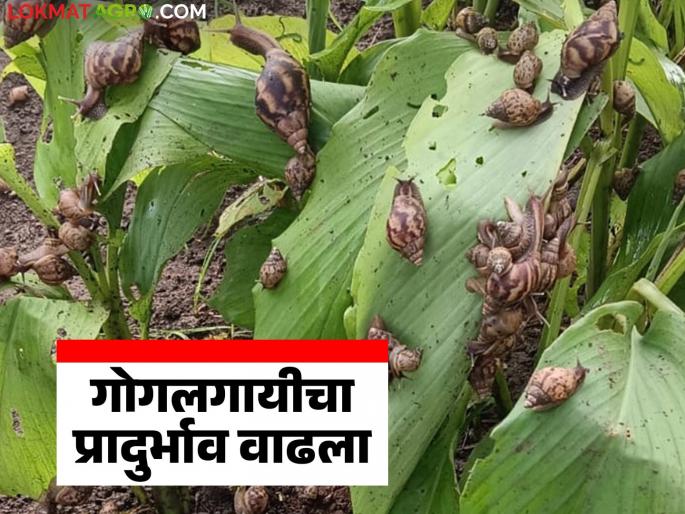 Gogalgay Niyantran : After the rain, dormant snails come out; Take these measures in time | Gogalgay Niyantran : पावसानंतर सुप्तावस्थेतील गोगलगायी पडतात बाहेर; वेळीच करा 'ह्या' उपाययोजना Gogalgay Niyantran : After the rain, dormant snails come out; Take these measures in time | Gogalgay Niyantran : पावसानंतर सुप्तावस्थेतील गोगलगायी पडतात बाहेर; वेळीच करा 'ह्या' उपाययोजना