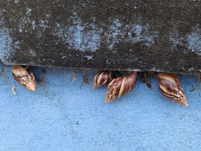 Giant African snail found in Ratnagiri | रत्नागिरीत आढळली ‘जायंट आफ्रिकन गोगलगाय’; दूषित स्त्रावामुळे संक्रमणाचा धाेका