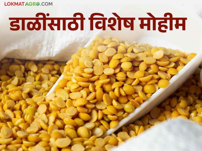 A big boost to pulse production in the country, this initiative will be implemented by the central government | देशात कडधान्य उत्पादनाला मोठी चालना, केंद्र सरकार राबविणार हे उपक्रम A big boost to pulse production in the country, this initiative will be implemented by the central government | देशात कडधान्य उत्पादनाला मोठी चालना, केंद्र सरकार राबविणार हे उपक्रम
