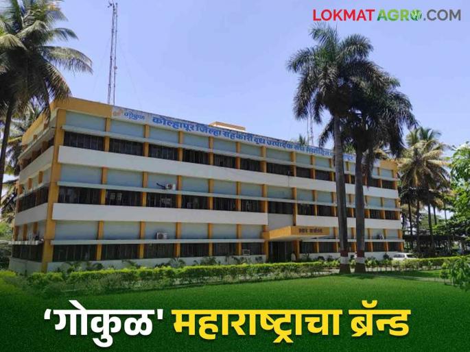 Gokul Milk Success Story: Read the success story of Gokul Dairy till date in detail | Gokul Milk Success Story : गोकुळ डेअरीची आजपर्यंतची यशस्वी वाटचाल वाचा सविस्तर Gokul Milk Success Story: Read the success story of Gokul Dairy till date in detail | Gokul Milk Success Story : गोकुळ डेअरीची आजपर्यंतची यशस्वी वाटचाल वाचा सविस्तर