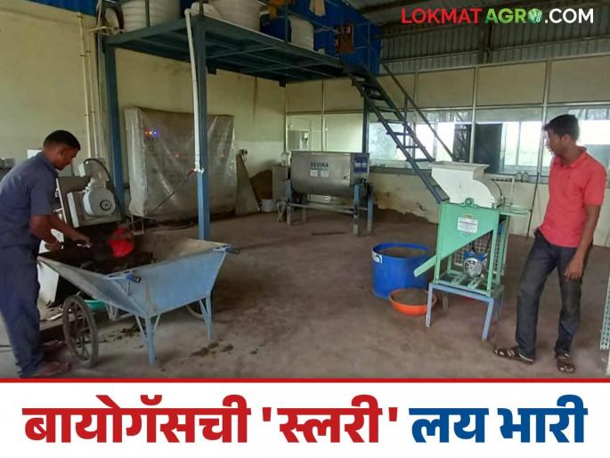 The slurry coming out of biogas making different biofertilizer, 'Gokul' Milk Successful experiment; Read in detail | बायोगॅसमधून बाहेर पडणाऱ्या स्लरीचं केलं सोनं, 'गोकुळ'चा अफलातून प्रयोग; वाचा सविस्तर The slurry coming out of biogas making different biofertilizer, 'Gokul' Milk Successful experiment; Read in detail | बायोगॅसमधून बाहेर पडणाऱ्या स्लरीचं केलं सोनं, 'गोकुळ'चा अफलातून प्रयोग; वाचा सविस्तर