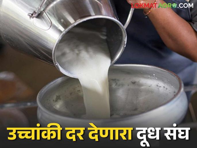 This milk association, which offers the highest price for milk in the state, will give the difference of Rs 136 crore to farmers; Read in detail | राज्यात दुधाला सर्वाधिक दर देणारा हा दूध संघ शेतकऱ्यांना देणार १३६ कोटींचा फरक; वाचा सविस्तर This milk association, which offers the highest price for milk in the state, will give the difference of Rs 136 crore to farmers; Read in detail | राज्यात दुधाला सर्वाधिक दर देणारा हा दूध संघ शेतकऱ्यांना देणार १३६ कोटींचा फरक; वाचा सविस्तर