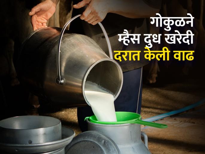 Increase in purchase price of buffalo milk by one and a half rupees | म्हैस दूध खरेदी दरात दीड रुपयानी वाढ Increase in purchase price of buffalo milk by one and a half rupees | म्हैस दूध खरेदी दरात दीड रुपयानी वाढ